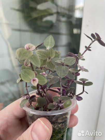 Комнатные растения