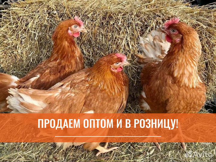 Куры несушки с доставкой