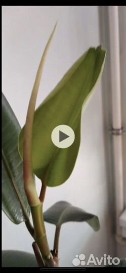 Фикус каучуконосный