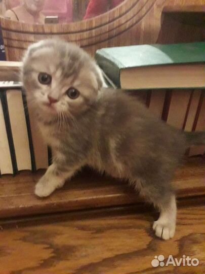 Котята шотландские