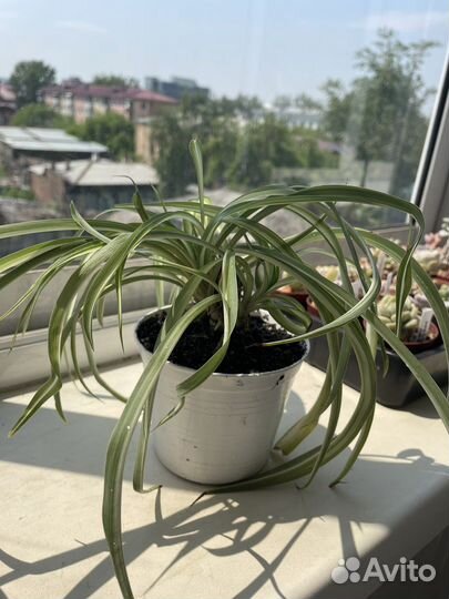 Комнатные растения