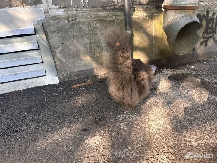 Кошка в добрые руки