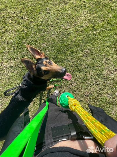 Кинолог с выездом