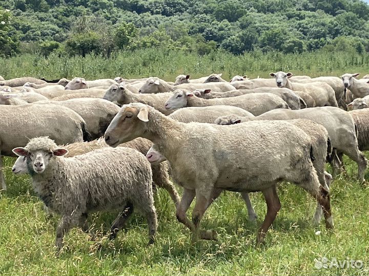 Овцы породы тексель