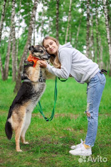 Добрый пес Пегас ищет дом