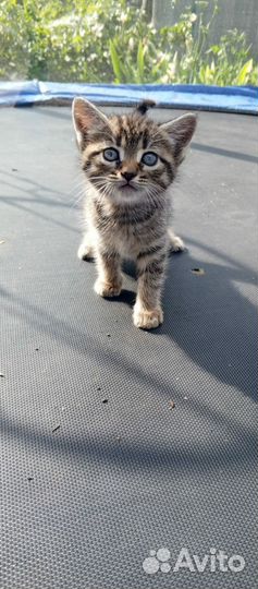 Шотландские полукровки