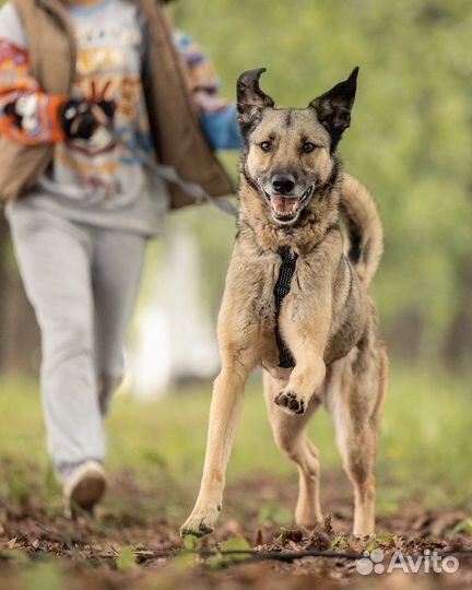 Собака ищет дом - в заботливые руки