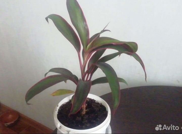 Цветочки комнатные