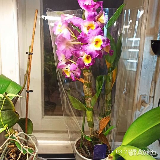 Орхидея дендробиум