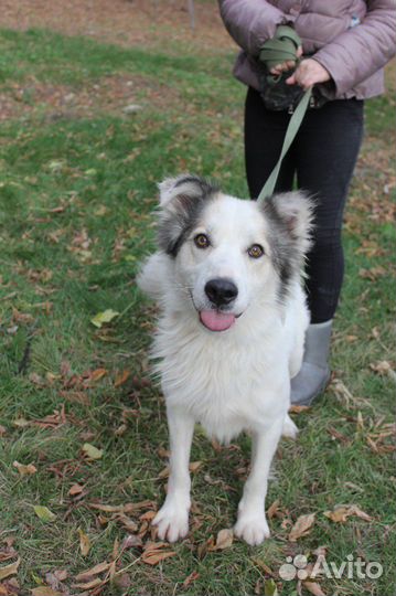 Невероятно красивый пес из приюта в поисках дома