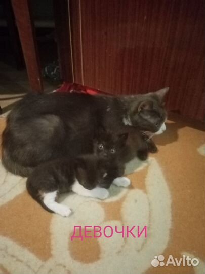 Котята Шахты