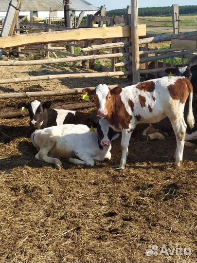 Телята телочки