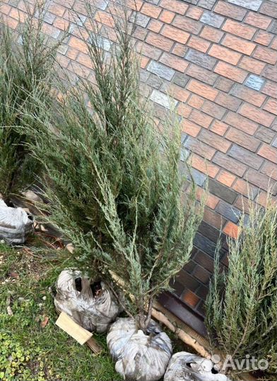 Можжевельник Блю Эрроу с гарантией приживаемости