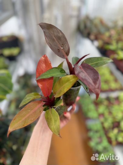 Филодендрон