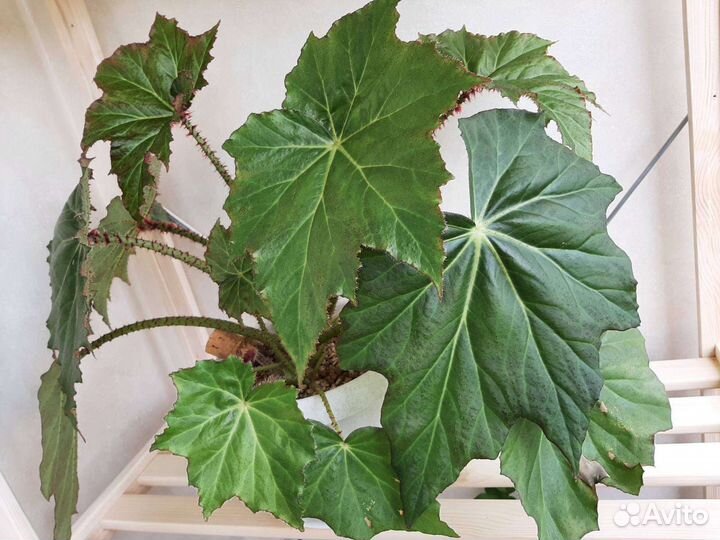 Бегония королевская