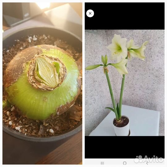 Гиппеаструм