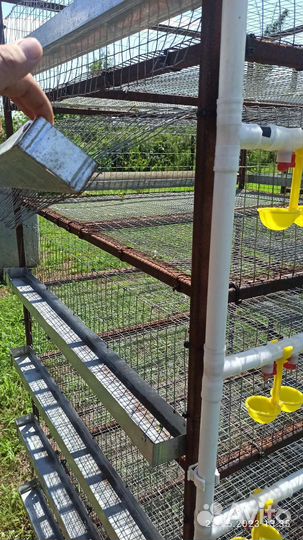 Клетка для перепелок