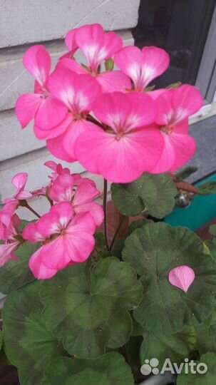 Пеларгонии