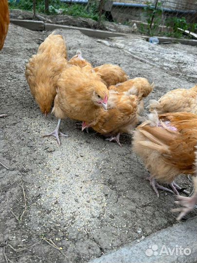 Куры Орпинктон