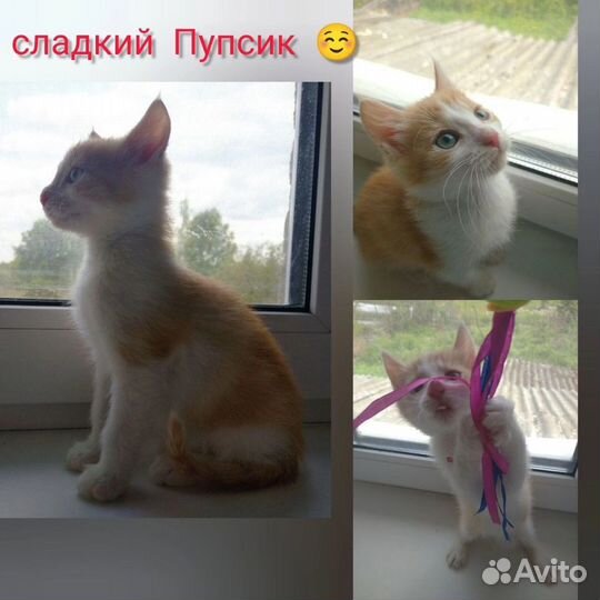 Котята в добрые руки