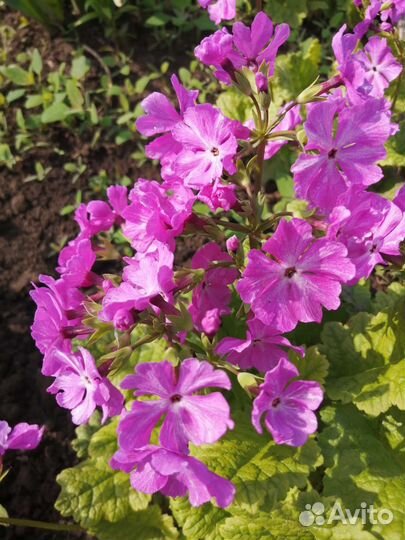 Цветы примулы, птицемлечник, безвременник