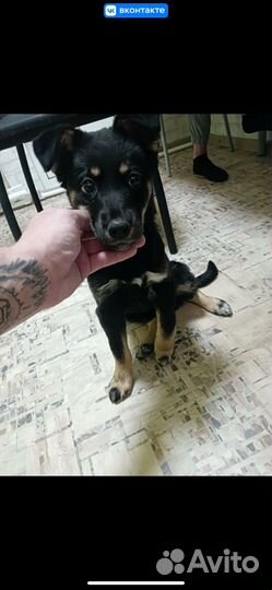 Помесь сибиской хаски с овчаркой