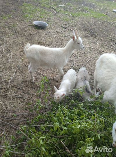 Зааненские козы и Козлята