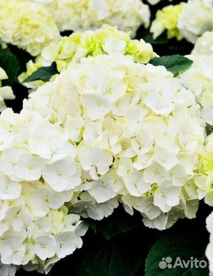 Гортензия крупнолистная