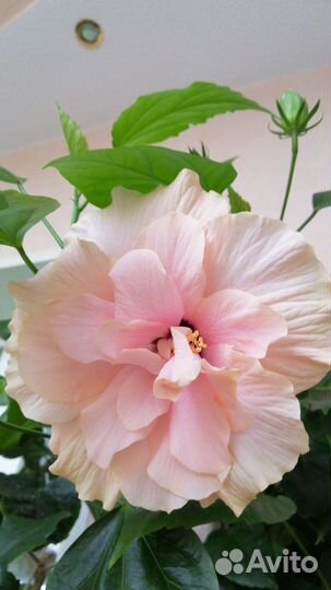 Гибискусы сортовые