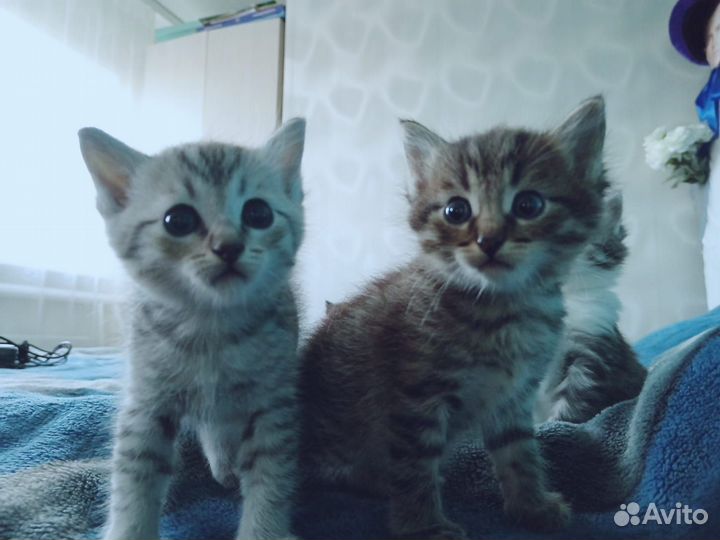 Котята в дар