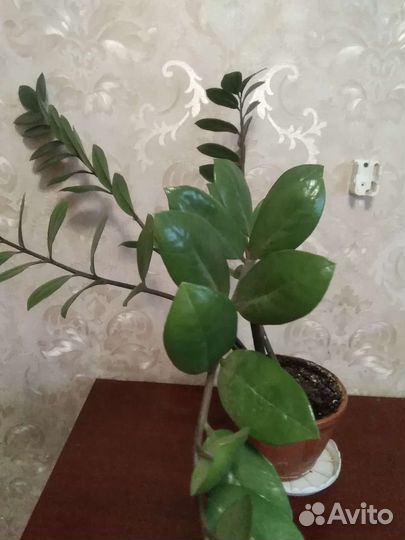 Замиокулькас, долларовое дерево