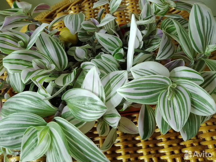 Традесканция