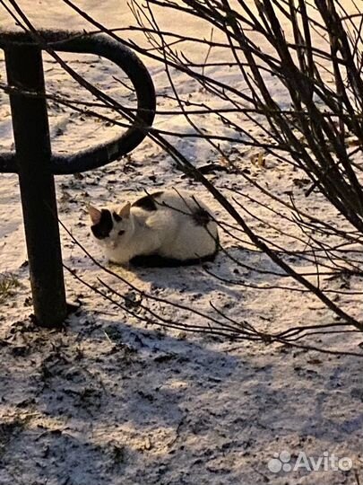 Кошка ищет дом
