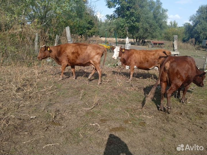 Коровы,свини