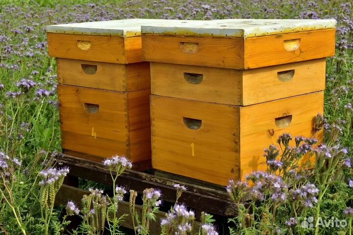 Улей с пчелами