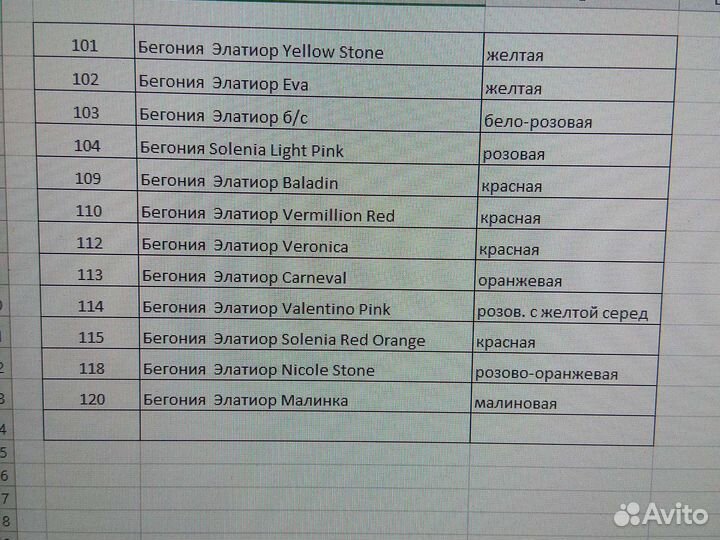 Бегония элатиор