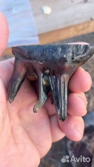 Зуб мамонтёнка