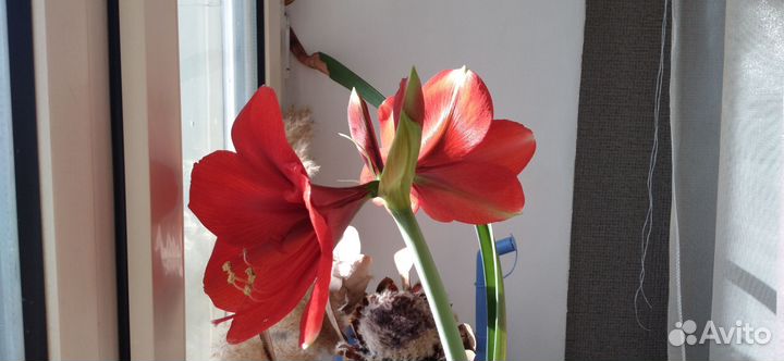 Гиппиаструм