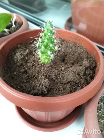 Кактусы и суккуленты