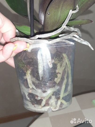 Орхидея фаленопсис(бабочка)