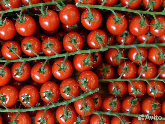 Упаковщица томата