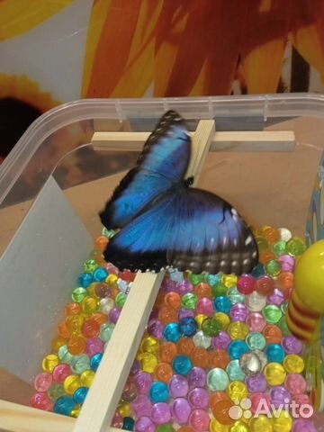 Увлекательная детская ферма бабочек с 3 куколками