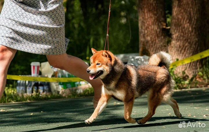 Вязка сиба ину