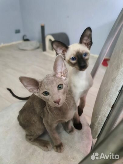 Ориентальные котята