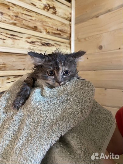 Котята