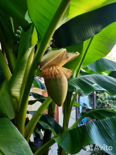 Банановая пальма