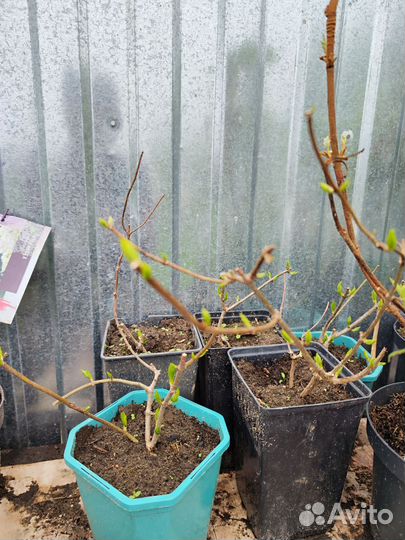 Гортензия метельчатая и крупнолистная