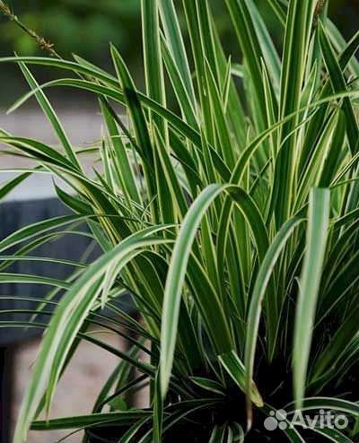 Осока Морроу ice dance и растения для альп. горки