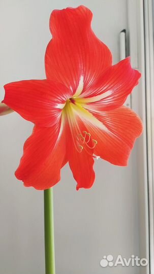 Продам деток гиппеаструма