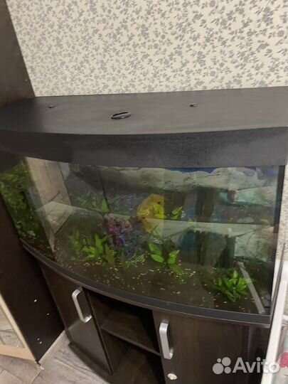 Аквариум